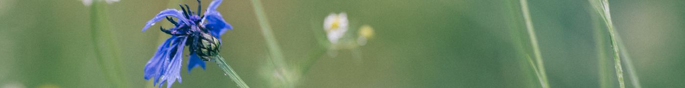 add-image