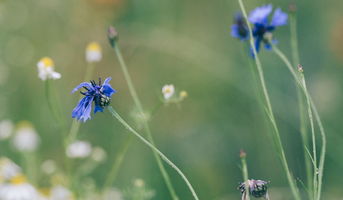 Attracting Bees with Early Nectar Rich Flowers