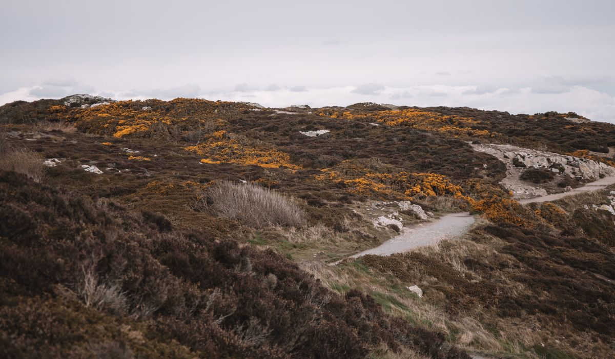 Building a Wildflower Meadow on Poor Sandy Soil