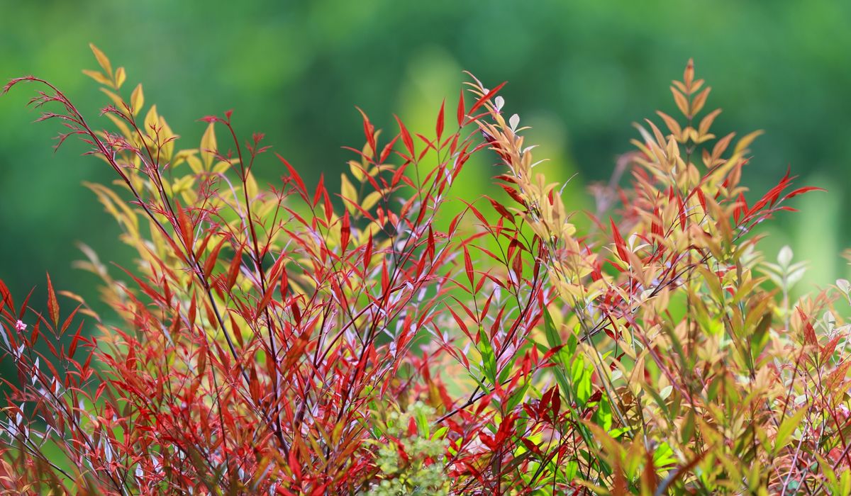 Caring for Container Plants in Salty Winds