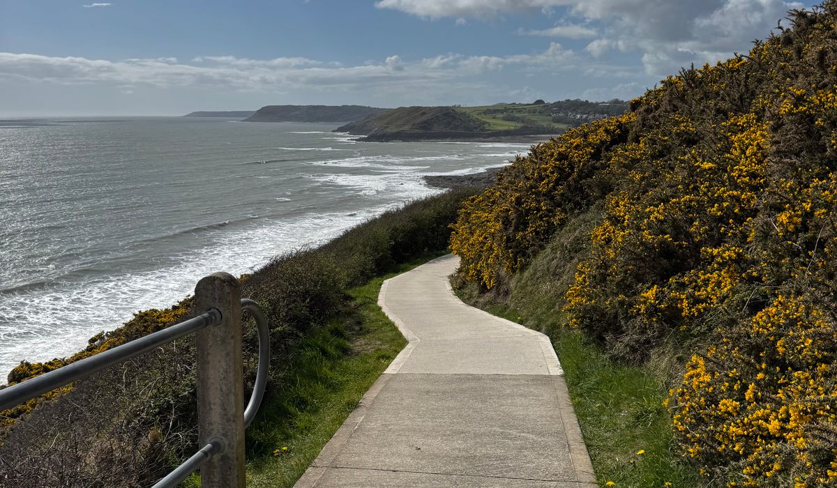 Choosing Native Shrubs for Exposed Seaside Borders