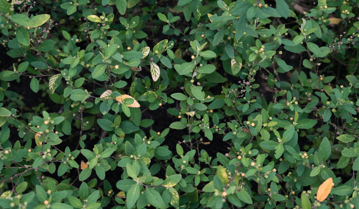 Creating Shelter with Hardy Hedging Plants