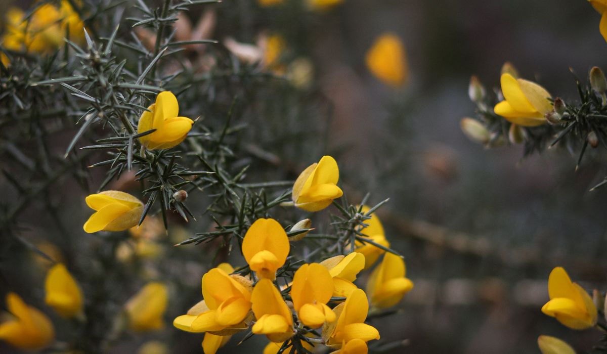 Growing Gorse Successfully in a Windy Coastal Garden