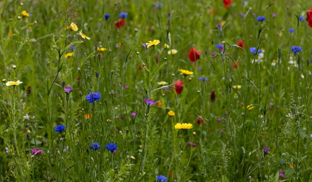 Recognising Common Gorse and Broom Species