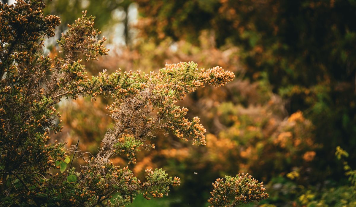 Spring Pruning Guide for Early Flowering Garden Shrubs
