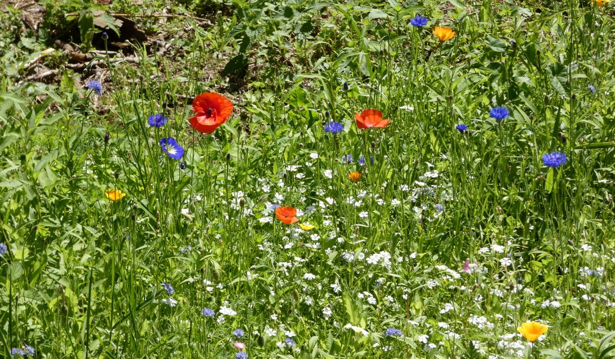 Watering Strategies for Dry Windswept Gardens